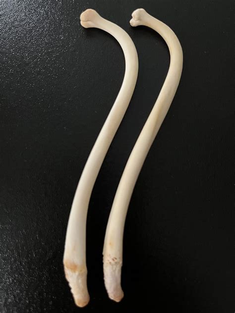 raccoon dick bone|Amazon.com: Raccoon Baculum (Natural Bone) : Home .